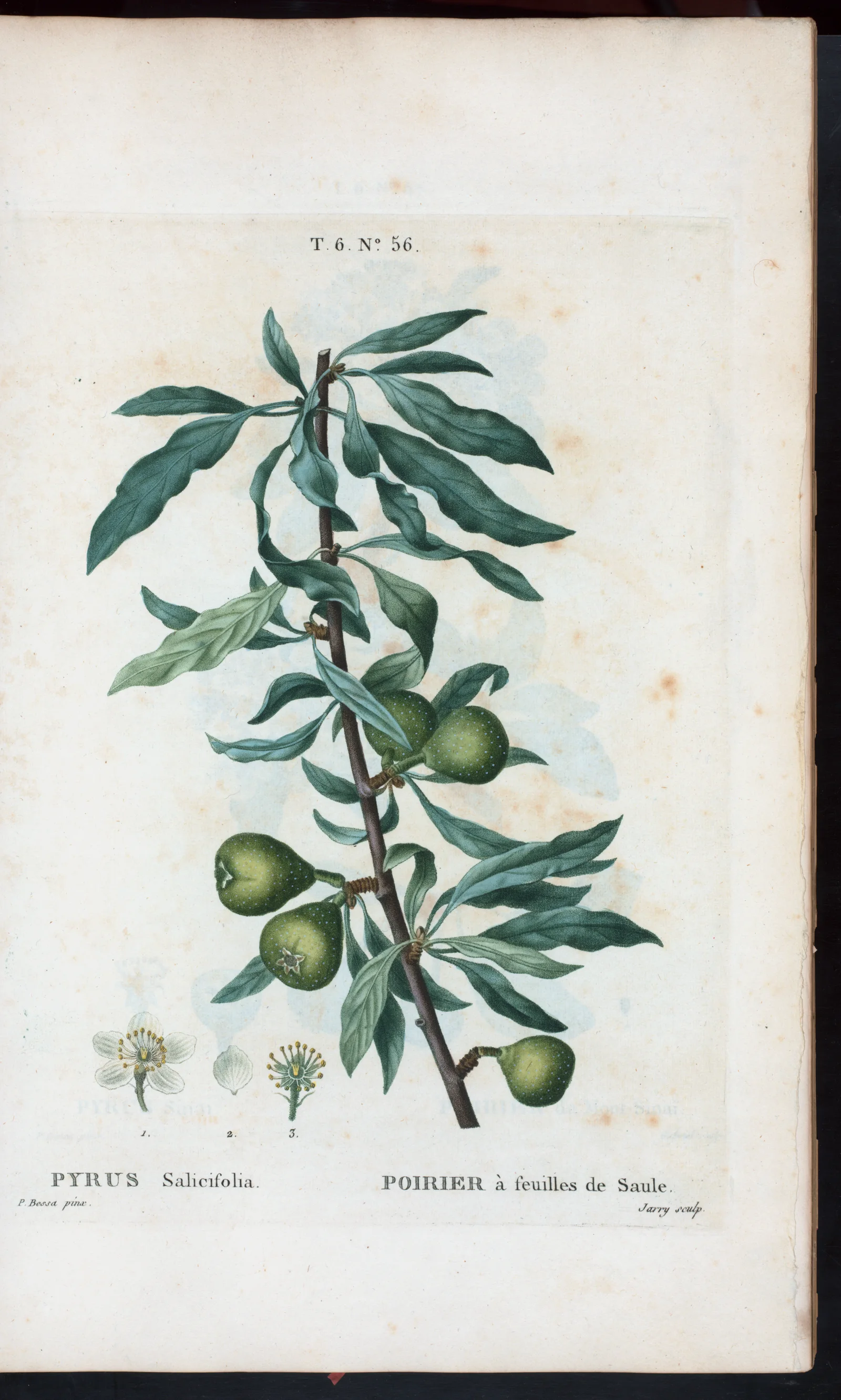 Willow-Leaved Pear showing field marks for Pyrus salicifolia.