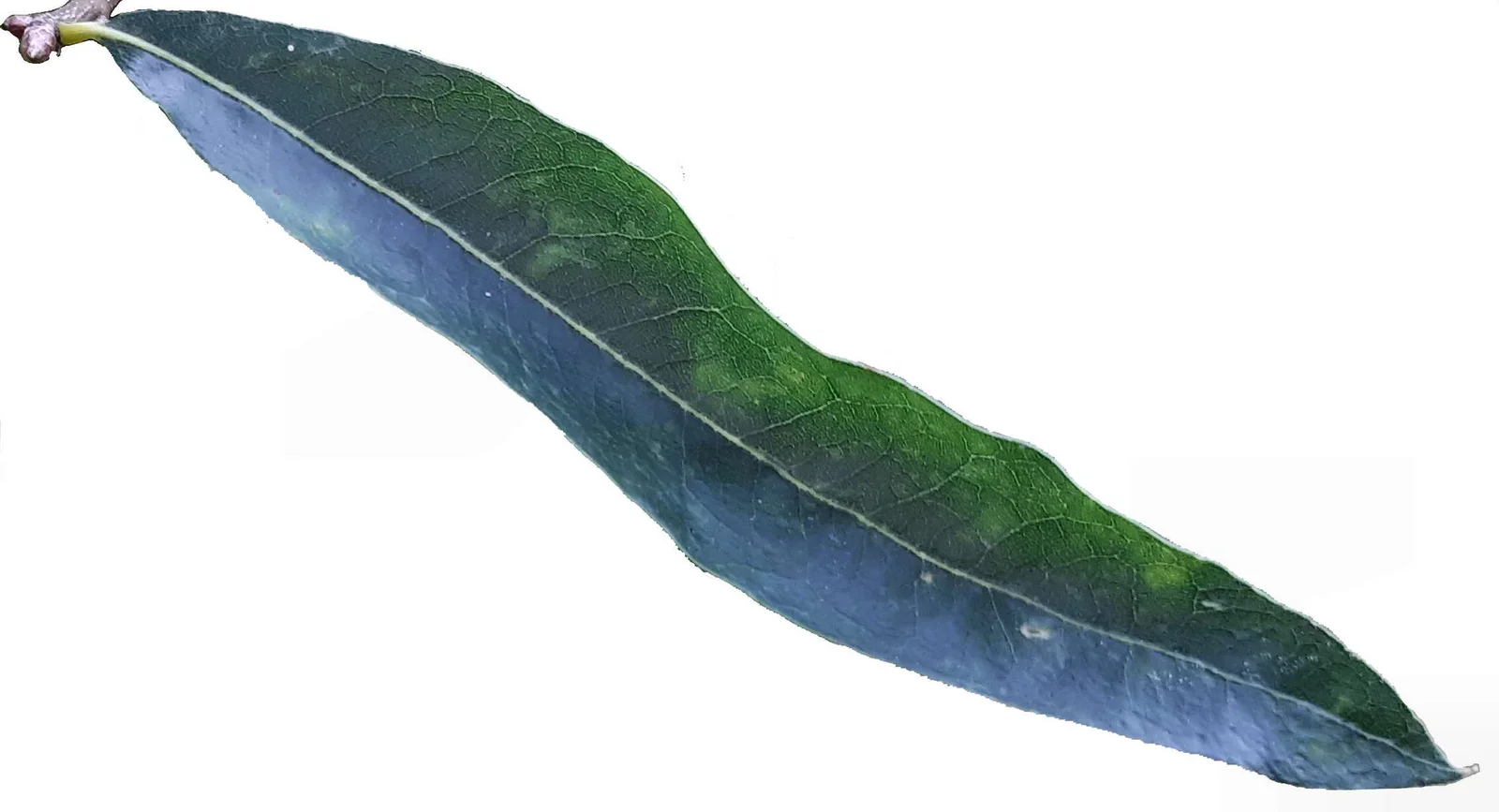 Willow Oak shown in a verified species image for field-guide context.