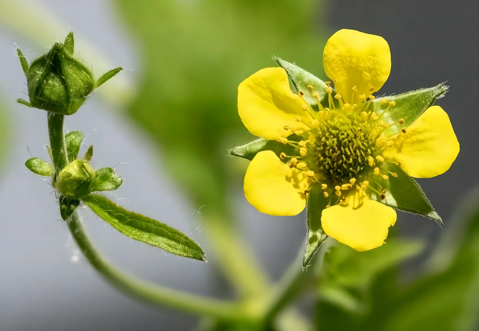 Wood avens with yellow flower and buds on slender stems.