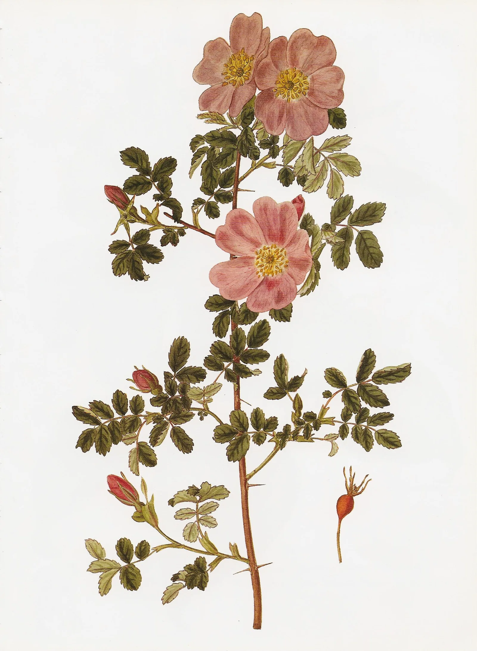 Woods' Rose showing pink five-petaled flowers.