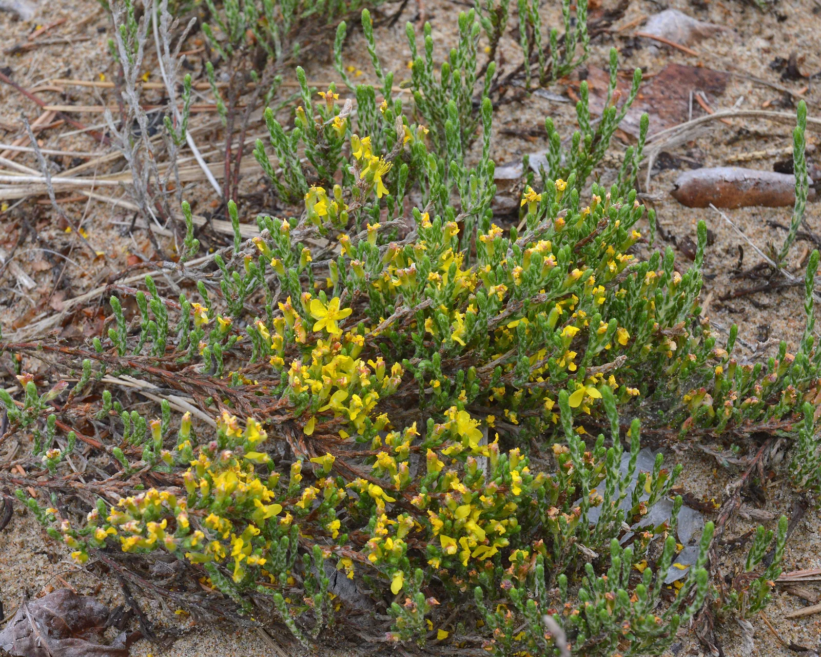 Woolly beachheather growing low with yellow flowers in sandy habitat.