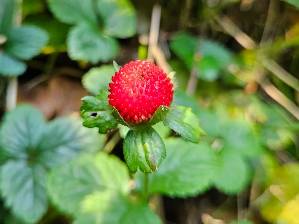 Yellow-Flowered Strawberry showing field marks for identification.