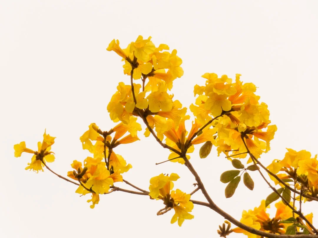 Yellow Jacaranda showing visible field marks for Peltophorum dubium.