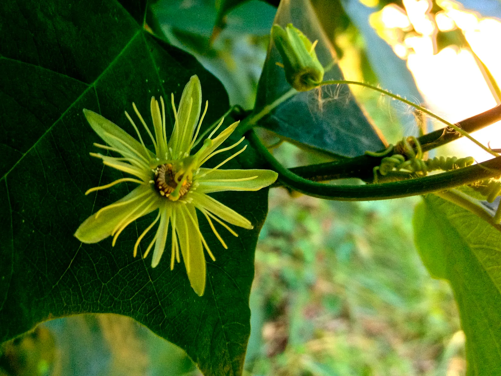 Yellow Passionflower with a small green-yellow bloom and lobed leaves.