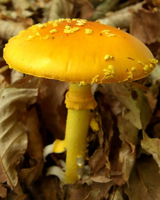 Yellow Patches showing key field marks for identification.