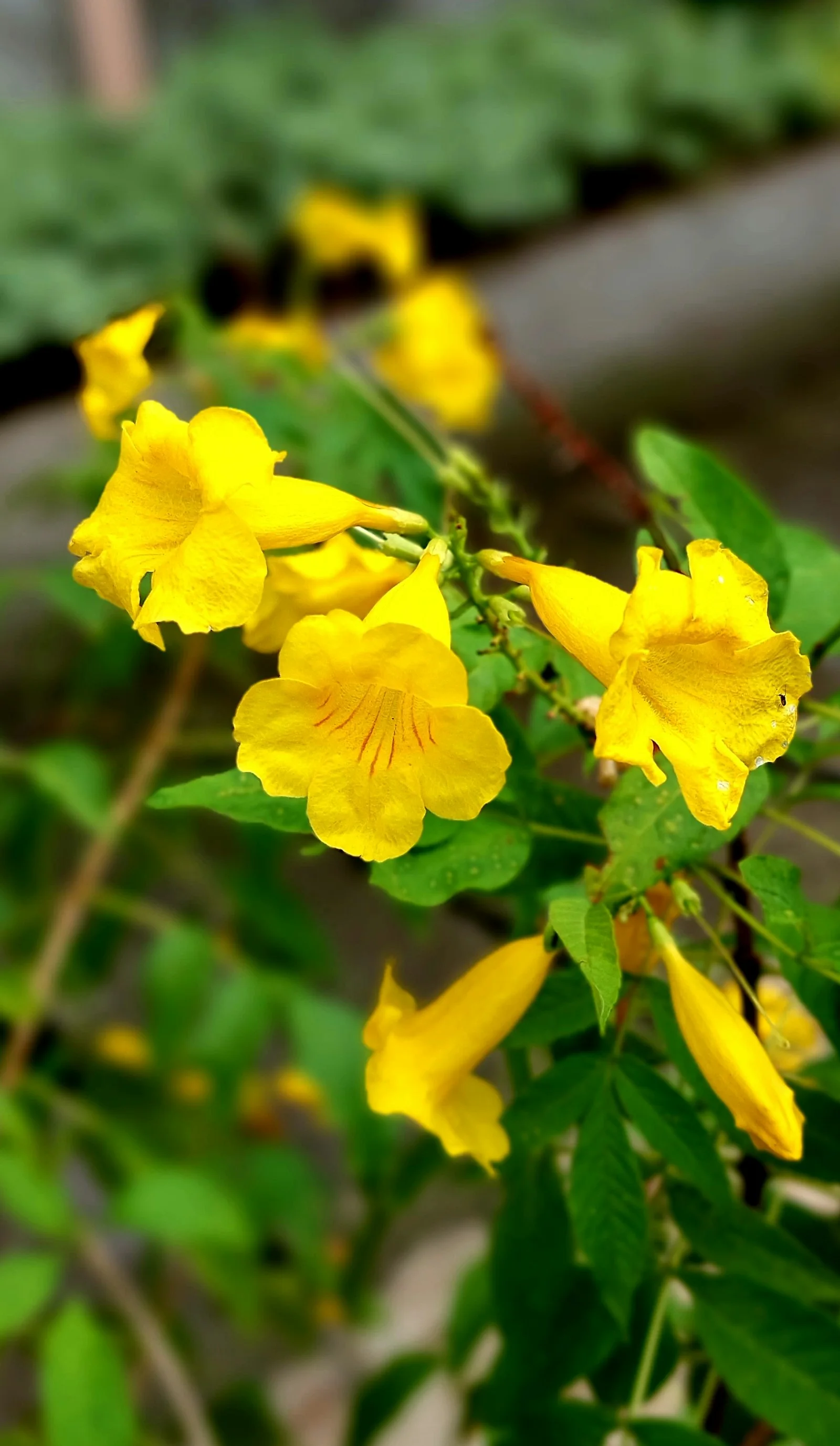Yellow trumpetbush flowers blooming on a green shrub.