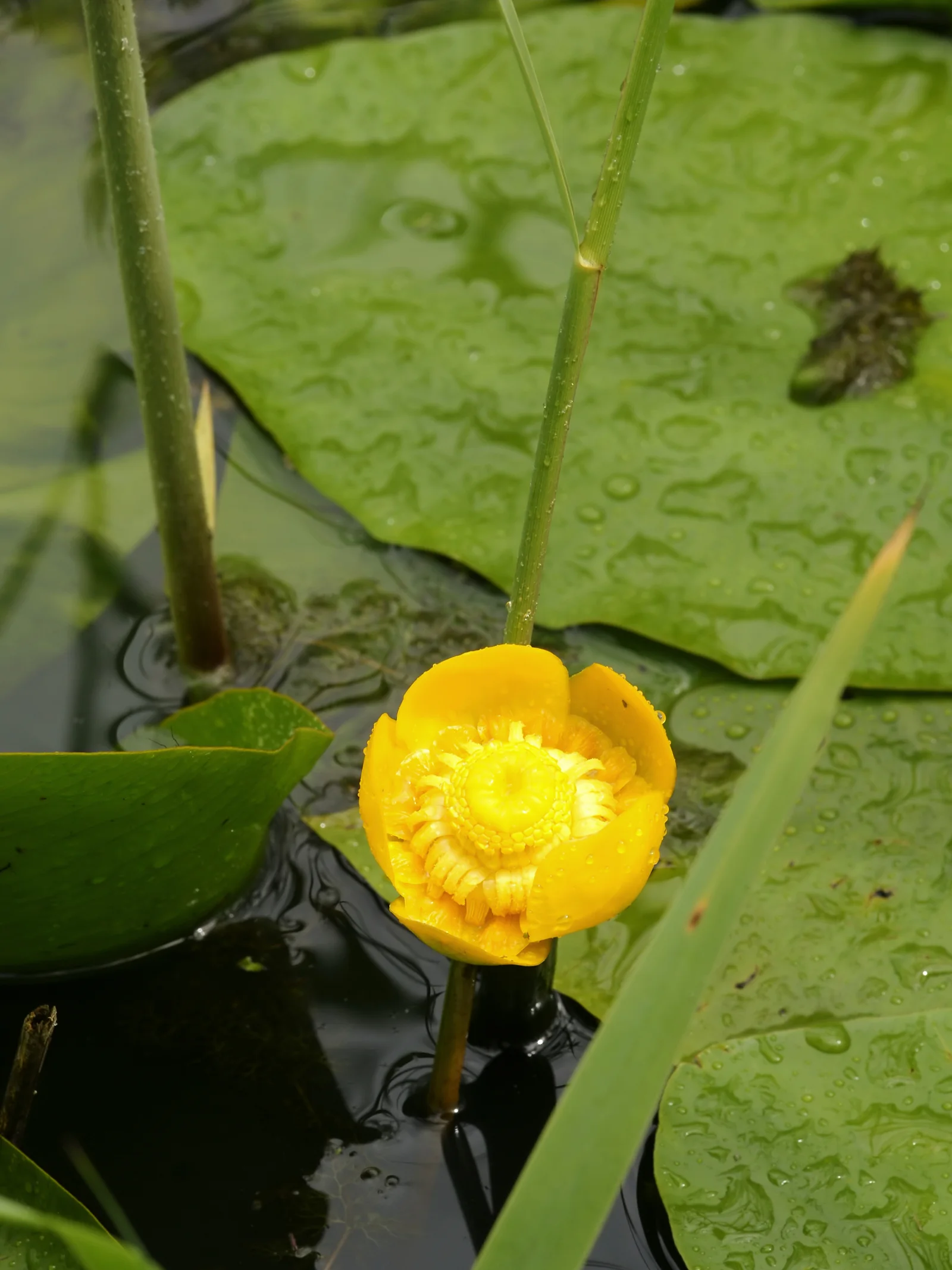 Yellow Water-Lily flower rising above floating leaves.