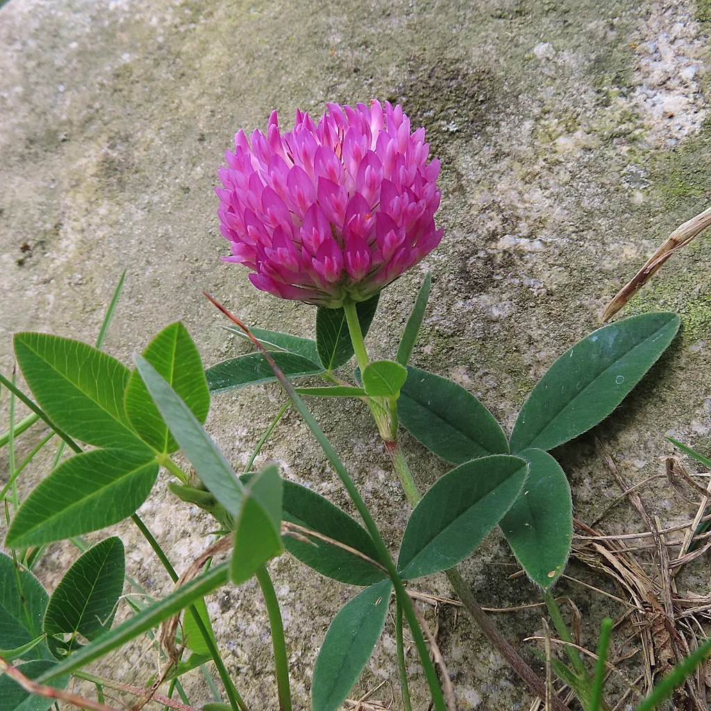 Zigzag Clover with pink flower heads and green leaves.