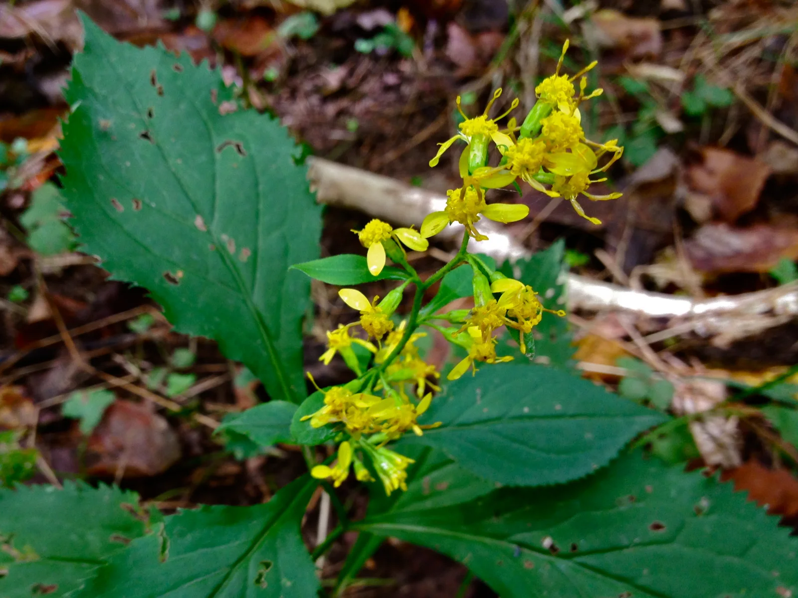 Zigzag goldenrod with broad green leaves and yellow flower clusters in a shaded setting.