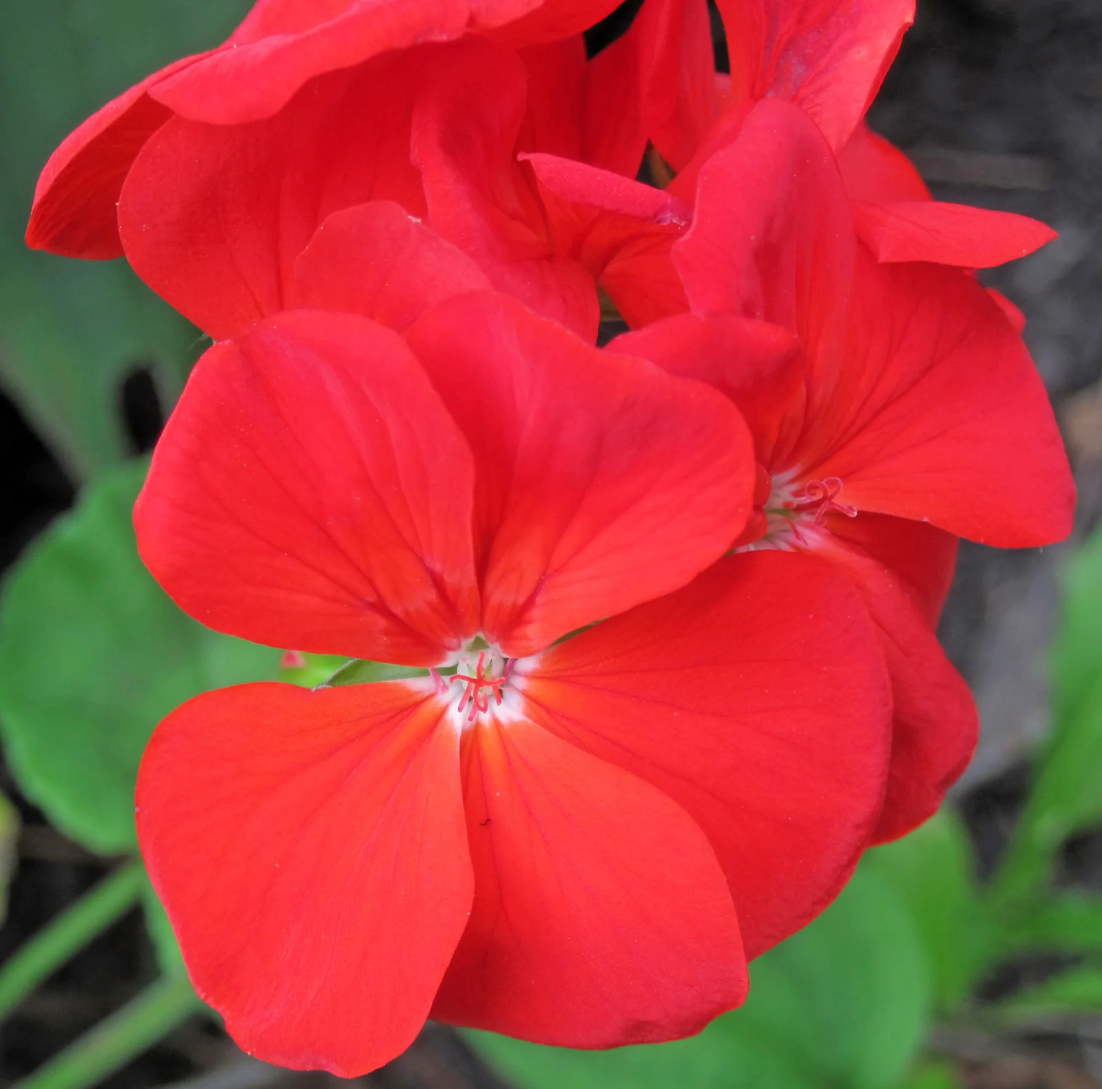 Zonal Geranium showing the main field marks described in the Species Showcase.