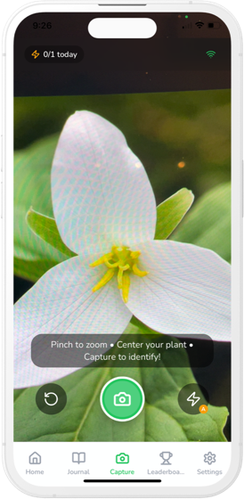 Camera capturing a flower